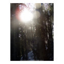 Forest Sun Rays in the Snow #50 print