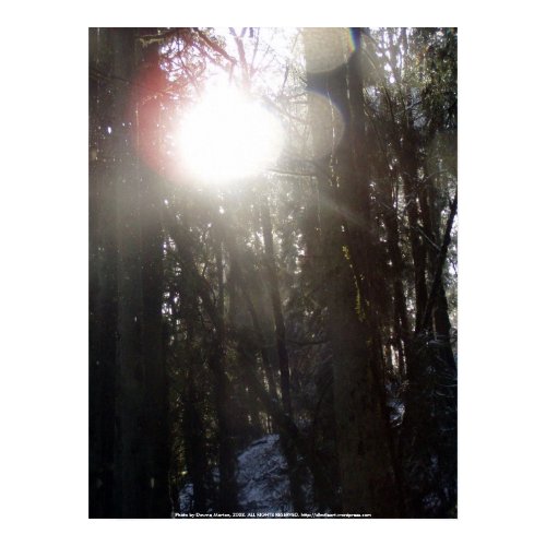 Forest Sun Rays in the Snow #50 print