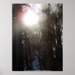 Forest Sun Rays in the Snow #50 posters