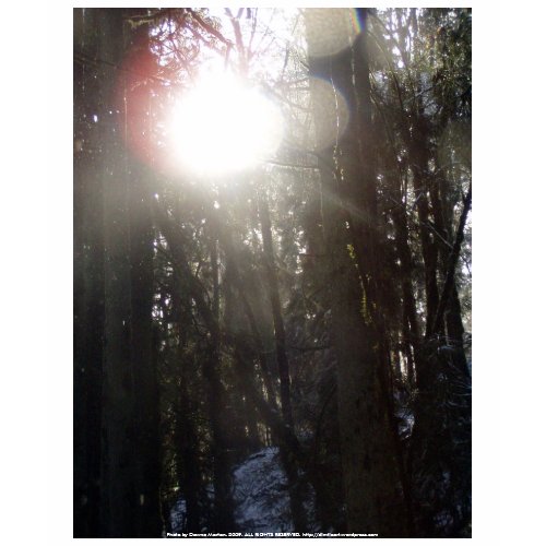 Forest Sun Rays in the Snow #50 shirt