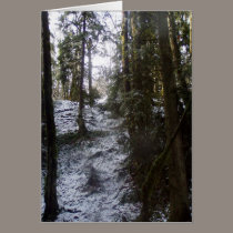 Forest Sun Rays in the Snow #53 cards