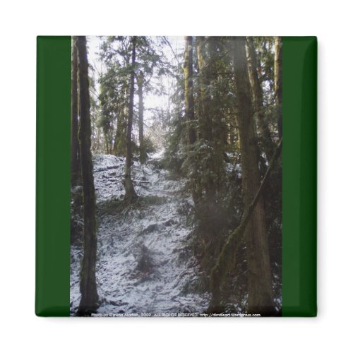 Forest Sun Rays in the Snow #53 magnet