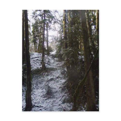 Forest Sun Rays in the Snow #53 postcard