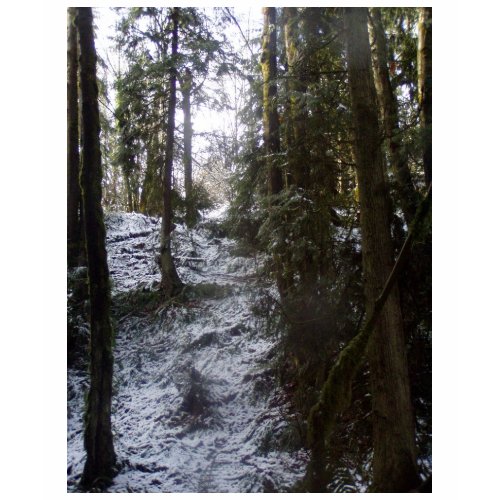 Forest Sun Rays in the Snow #53 shirt