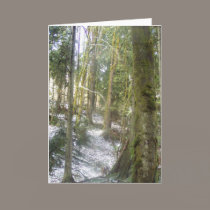 Forest Sun Rays in the Snow #54 cards
