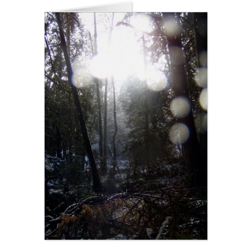 Forest Sun Rays in the Snow #64 card