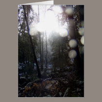 Forest Sun Rays in the Snow #64 cards