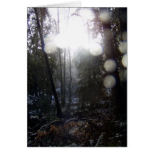 Forest Sun Rays in the Snow #64 Card
