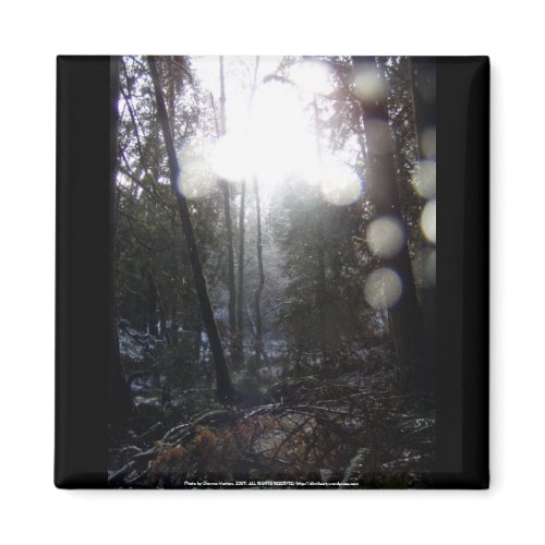 Forest Sun Rays in the Snow #64 magnet