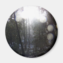 Forest Sun Rays in the Snow #64 Refrigerator Magnets