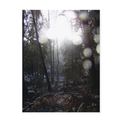Forest Sun Rays in the Snow #64 postcard