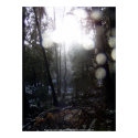 Forest Sun Rays in the Snow #64 print