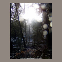 Forest Sun Rays in the Snow #64 posters