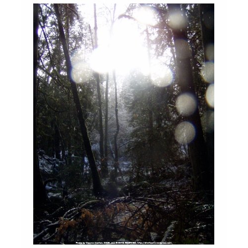 Forest Sun Rays in the Snow #64 shirt