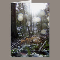 Forest Sun Rays in the Snow # 68 cards