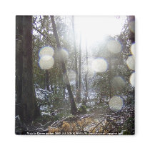Forest Sun Rays in the Snow # 68 magnets
