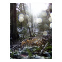 Forest Sun Rays in the Snow #68 posters