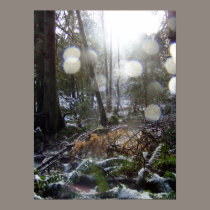 Forest Sun Rays in the Snow #68 posters by dlmtleArt Forest Sun Rays in the Snow #68 posters