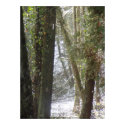 Forest Sun Rays in the Snow #6 print