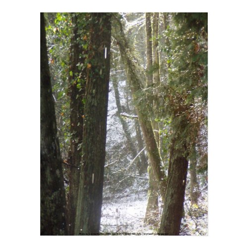 Forest Sun Rays in the Snow #6 print