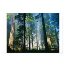 Forest Sunlight posters