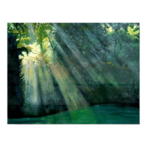 Forest Sunrise posters