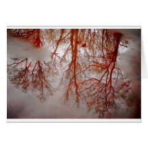 Forest Swim Greeting Cards