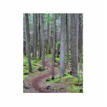 Forest Trail Photo Sculptures