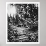 Forest Trail Posters