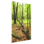 Forest tree trunk Stretched Canvas Print