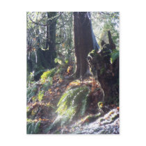 forest "troll" in the snow #2 postcards