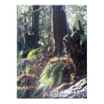 forest "troll" in the snow #2 print