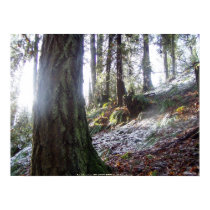 forest "troll" in the snow posters