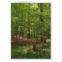 Forest Walk cards by Alegra Forest Walk cards