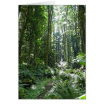 forest, trail, trees, cougar, mountain, bellevue,