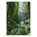 Forest Walk cards by JudyKay7 Forest Walk cards