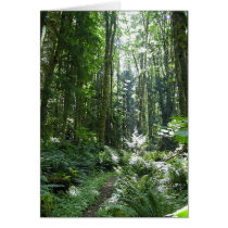 Forest Walk cards