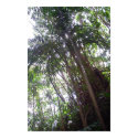 Forests of Barbados posters
