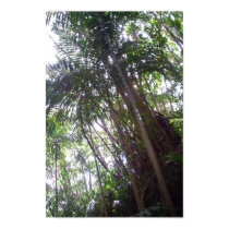 Forests of Barbados posters by ellikitten Forests of Barbados posters