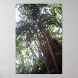 Forests of Barbados posters