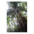 forest, tropical, barbados, nature, tree,