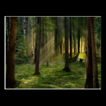 Forests of Dawn postcard postcards