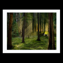 Forests of Dawn postcard, frame postcards