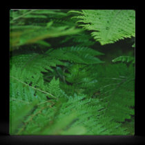 Forever Green binders