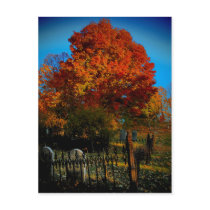 Forever Red Postcard