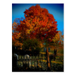 Forever Red Postcard