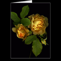 Forever Yellow Roses cards