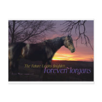 ForeverMorgans Bright Future Morgan Horse Postcards