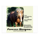 ForeverMorgans Morgan Stallion Post Card