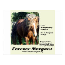 ForeverMorgans Morgan Stallion Post Card
